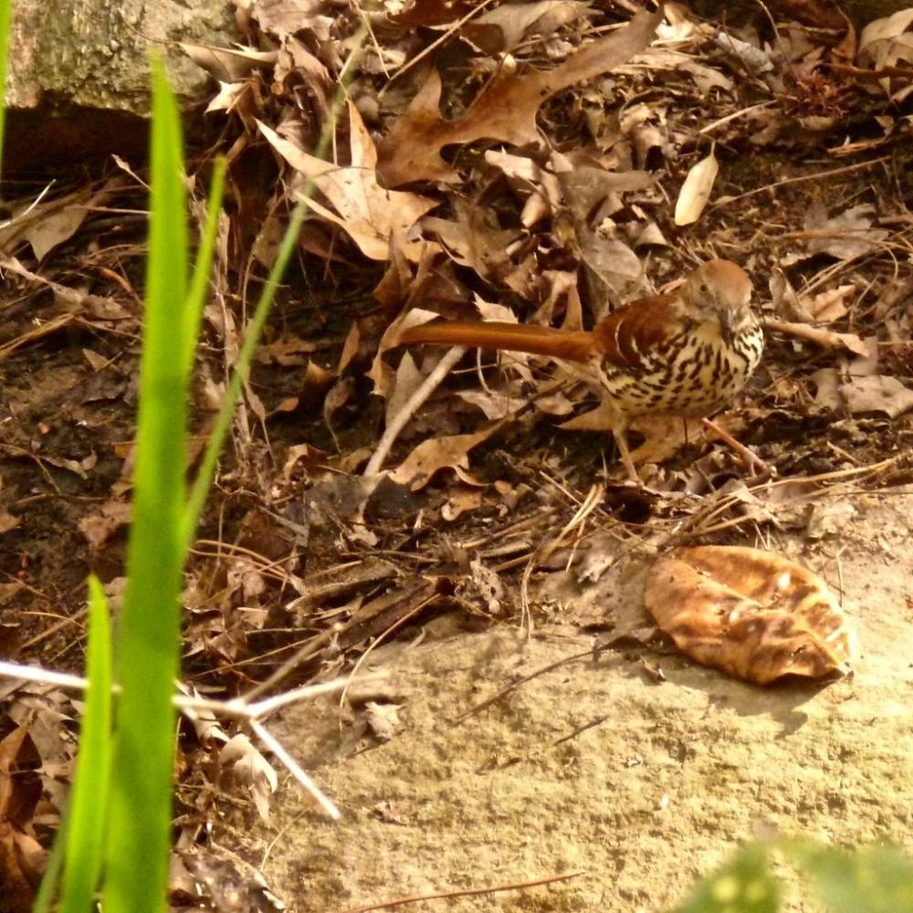 Brown thrasher by Dystopos is licensed under CC BY-NC 2.0